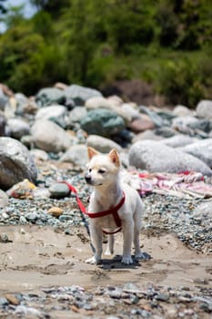 Dog photo: Jindo - Complete Breed Guide