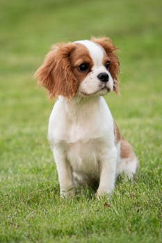 Dog photo: Kennel Cough Complex