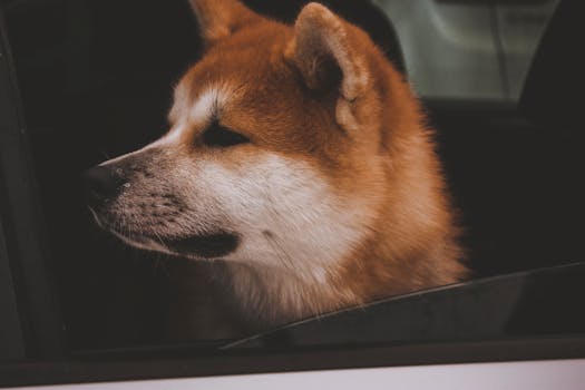 Dog photo: Leave It Command