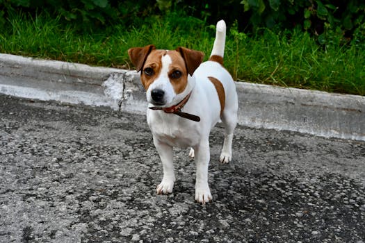Dog photo: Leave It Command