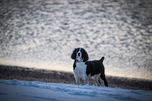Dog photo: Leave It: Impulse Control Around Food