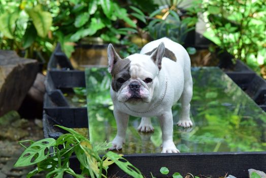 Dog photo: Macadamia Nuts and Dogs: Symptoms to Watch