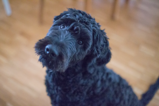 Dog photo: Mammary Tumors in Dogs
