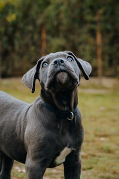 Dog photo: Marker Word Training