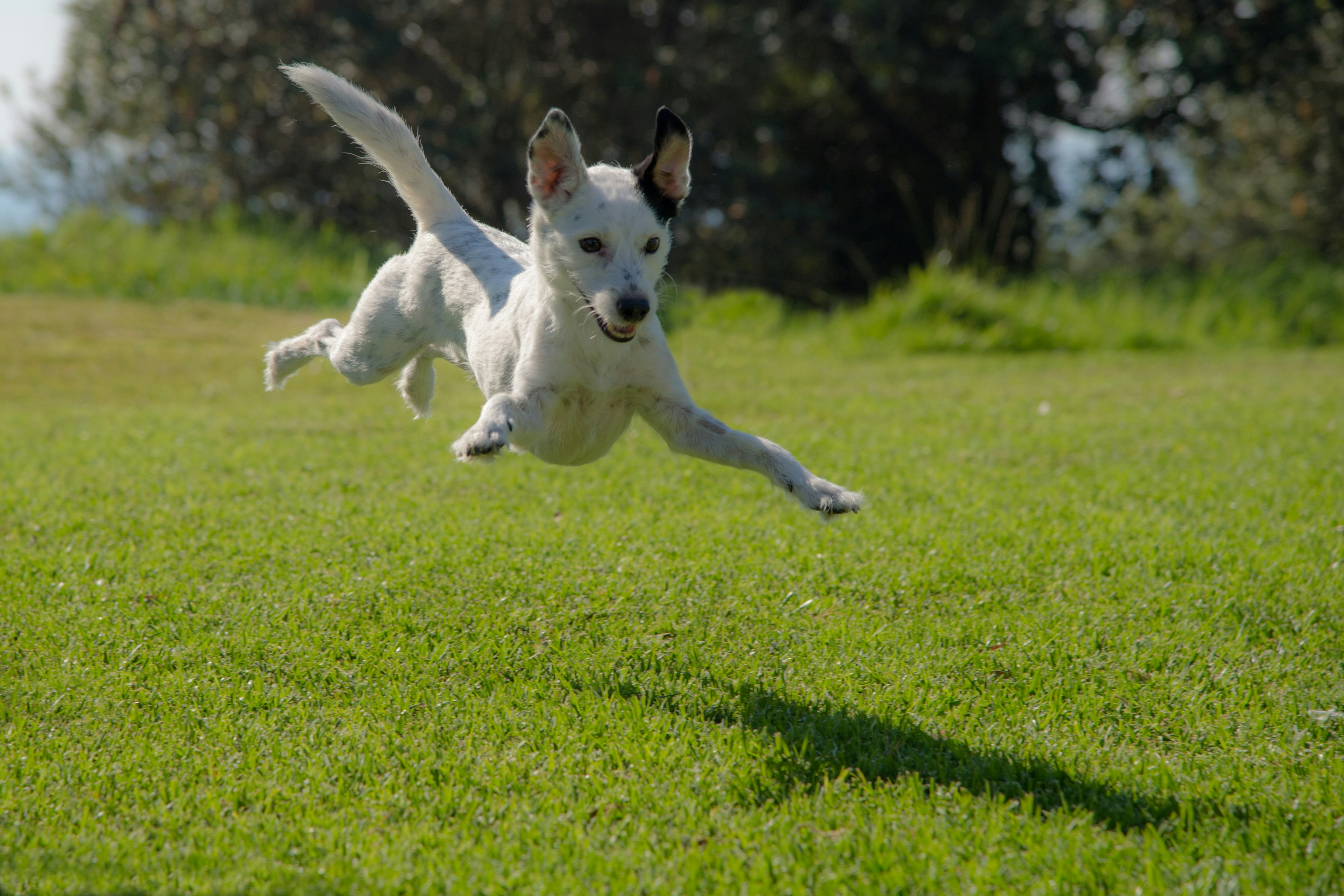 Dog photo: Mat Training for Mealtime Manners