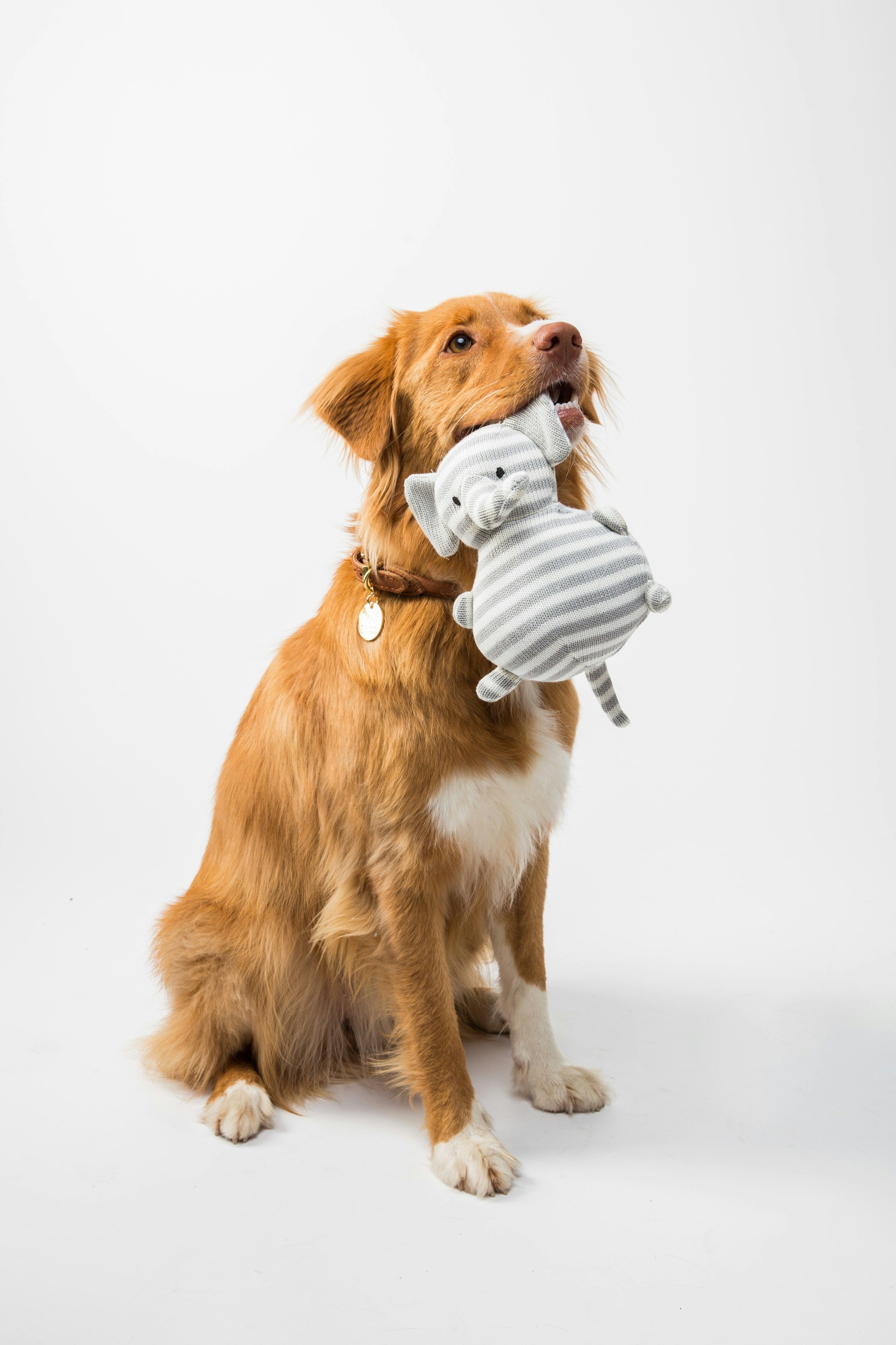 Dog photo: Mat Training for Mealtime Manners