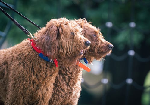 Dog photo: Measured Feeding for Adult Dogs
