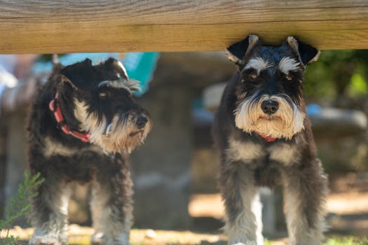 Dog photo: Miniature Schnauzer