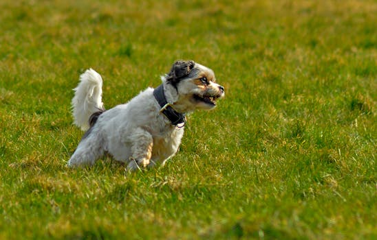 Dog photo: Mixed Breed Dogs: Predicting Adult Size