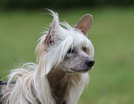Dog photo: Mixed Breed Dogs: Predicting Adult Size
