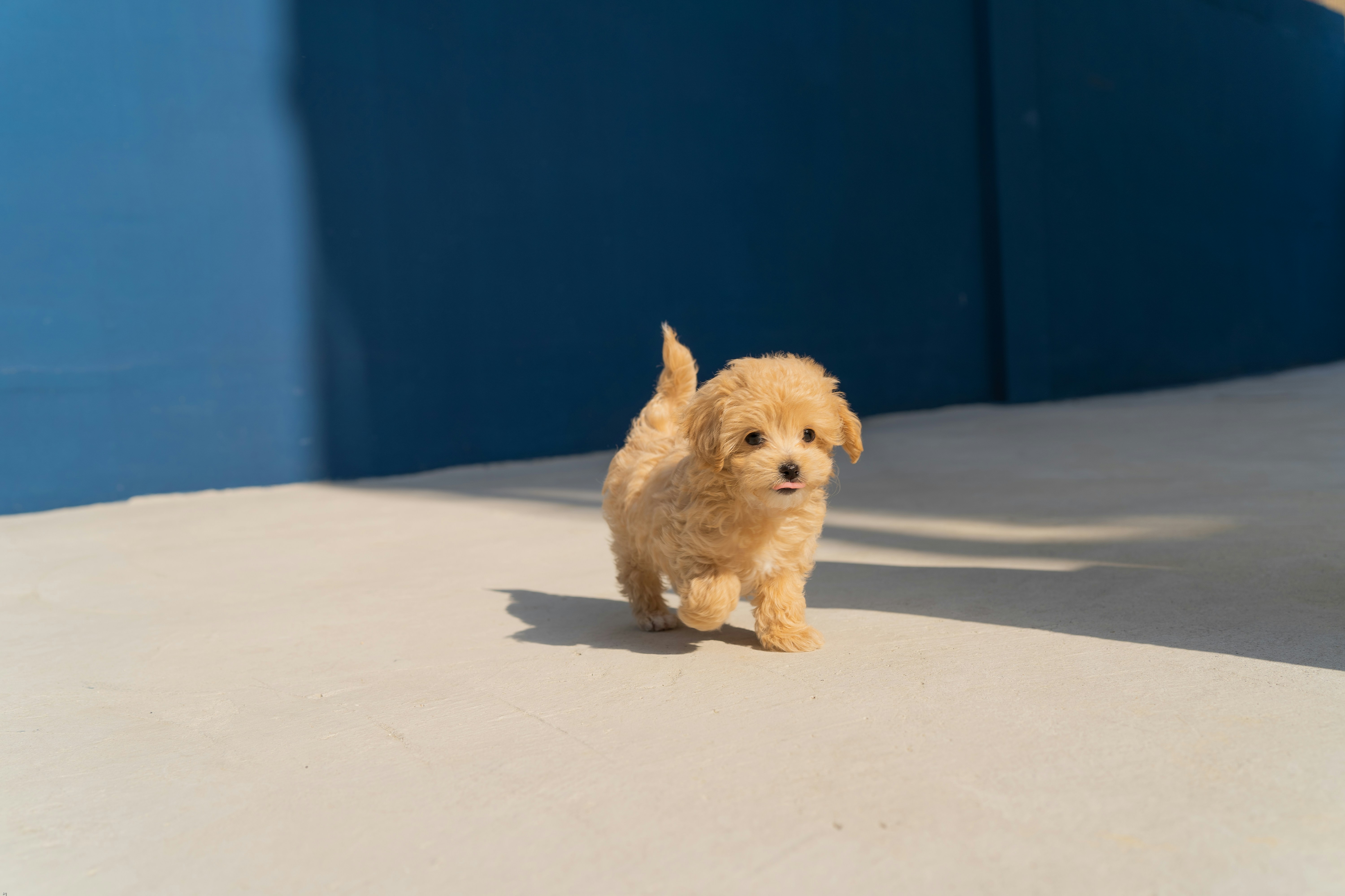 Dog photo: Multi-Dog Household Training Tips