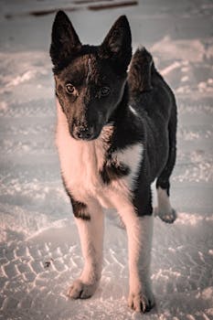 Dog photo: Norwegian Lundehund - Complete Breed Guide