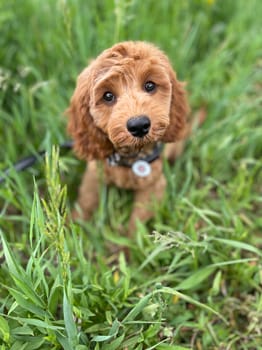 Dog photo: Oatmeal for Dogs: Breakfast and Skin Benefits
