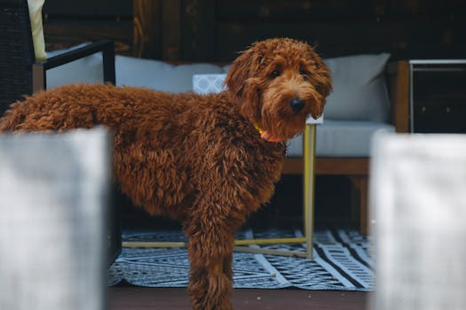 Dog photo: Pain Management in Dogs