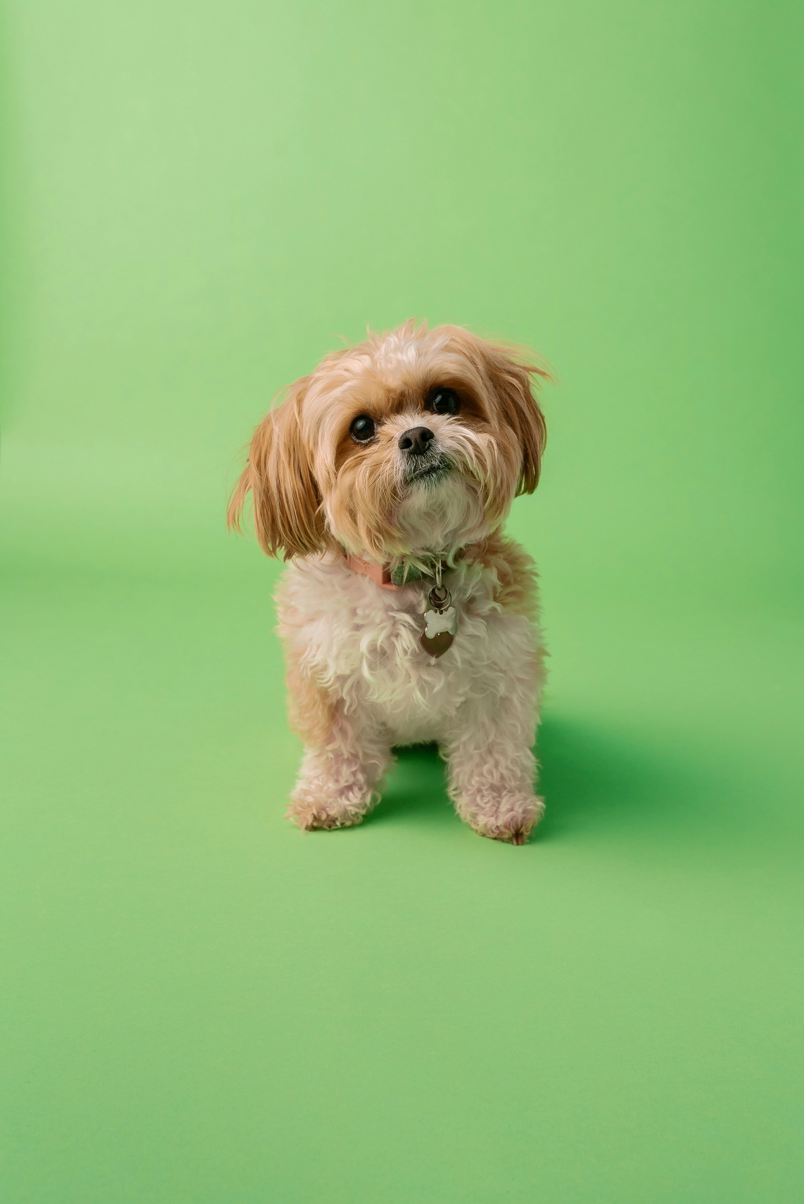 Dog photo: Paper Training vs Outdoor Potty