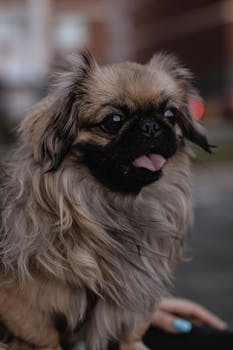 Dog photo: Pekingese - Complete Breed Guide