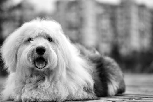 Dog photo: Plain Rice for Dogs with Upset Stomachs