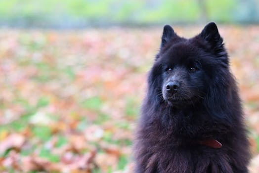 Dog photo: Poisoned Cue in Dogs