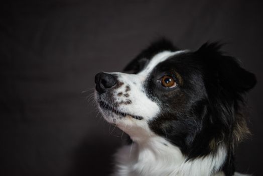 Dog photo: Poop Bag Dispensers and Holders