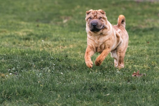 Dog photo: Predatory Chase Behavior