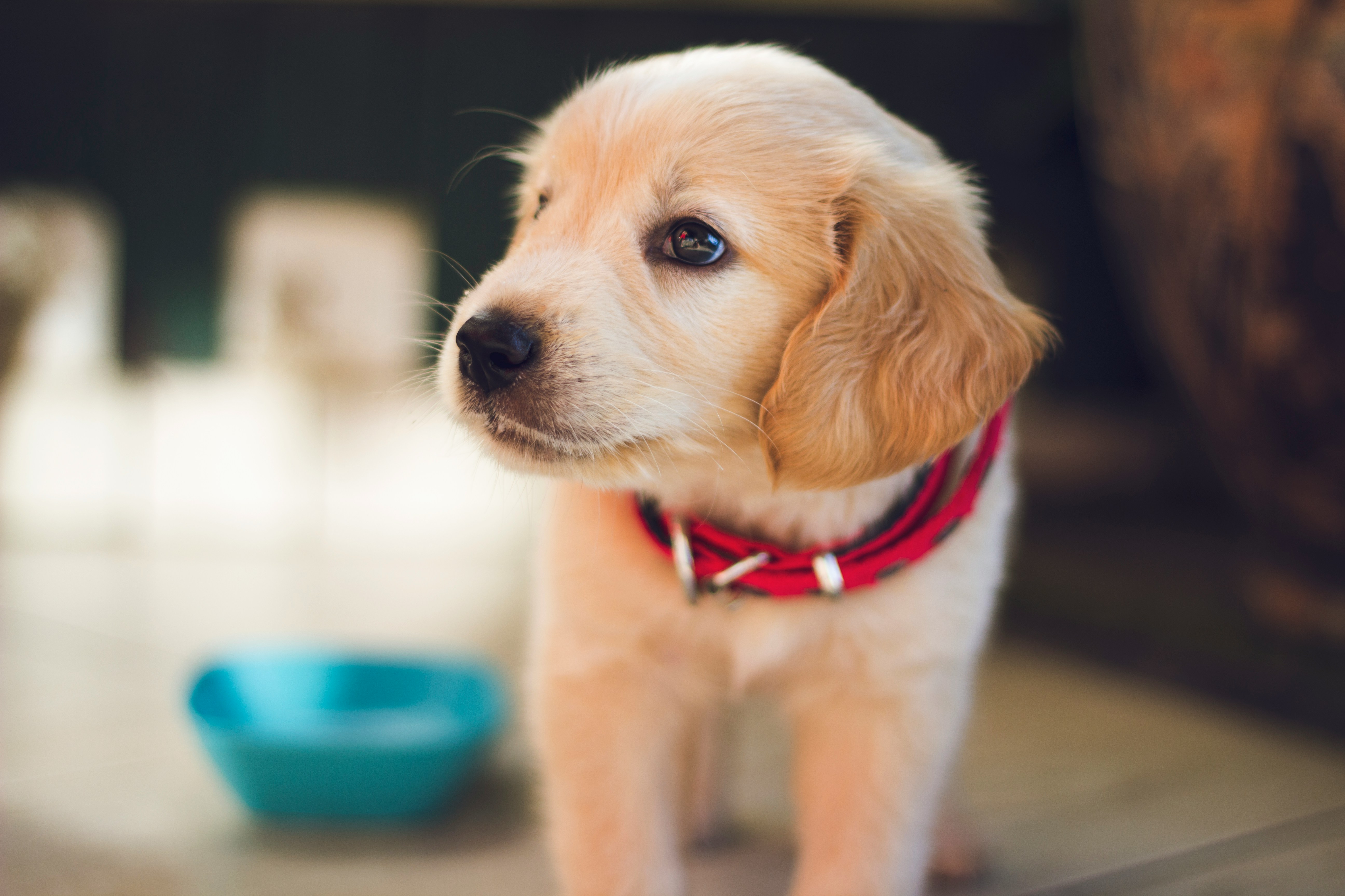Dog photo: Preparing for a Routine Vet Visit