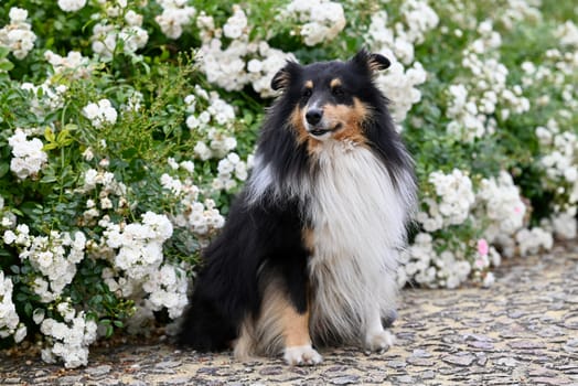Dog photo: Prescription Dog Food: When Your Vet Recommends It