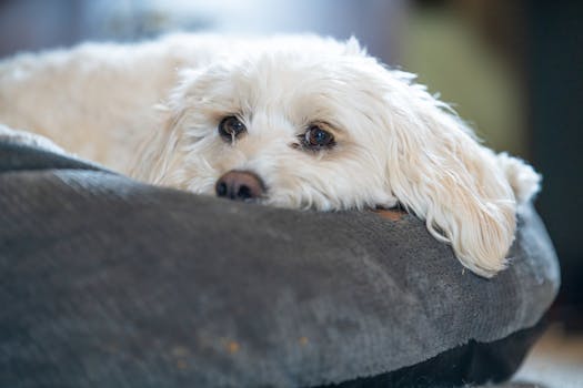 Dog photo: Probiotics in Dog Food: Do They Work