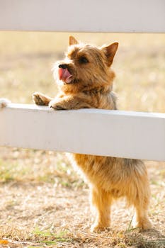 Dog photo: Puppy Exercise Guidelines