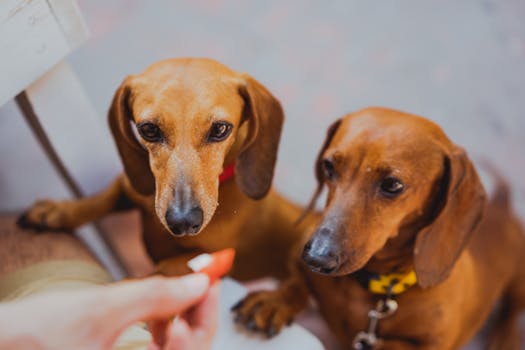 Dog photo: Puppy Growth Plate Safety