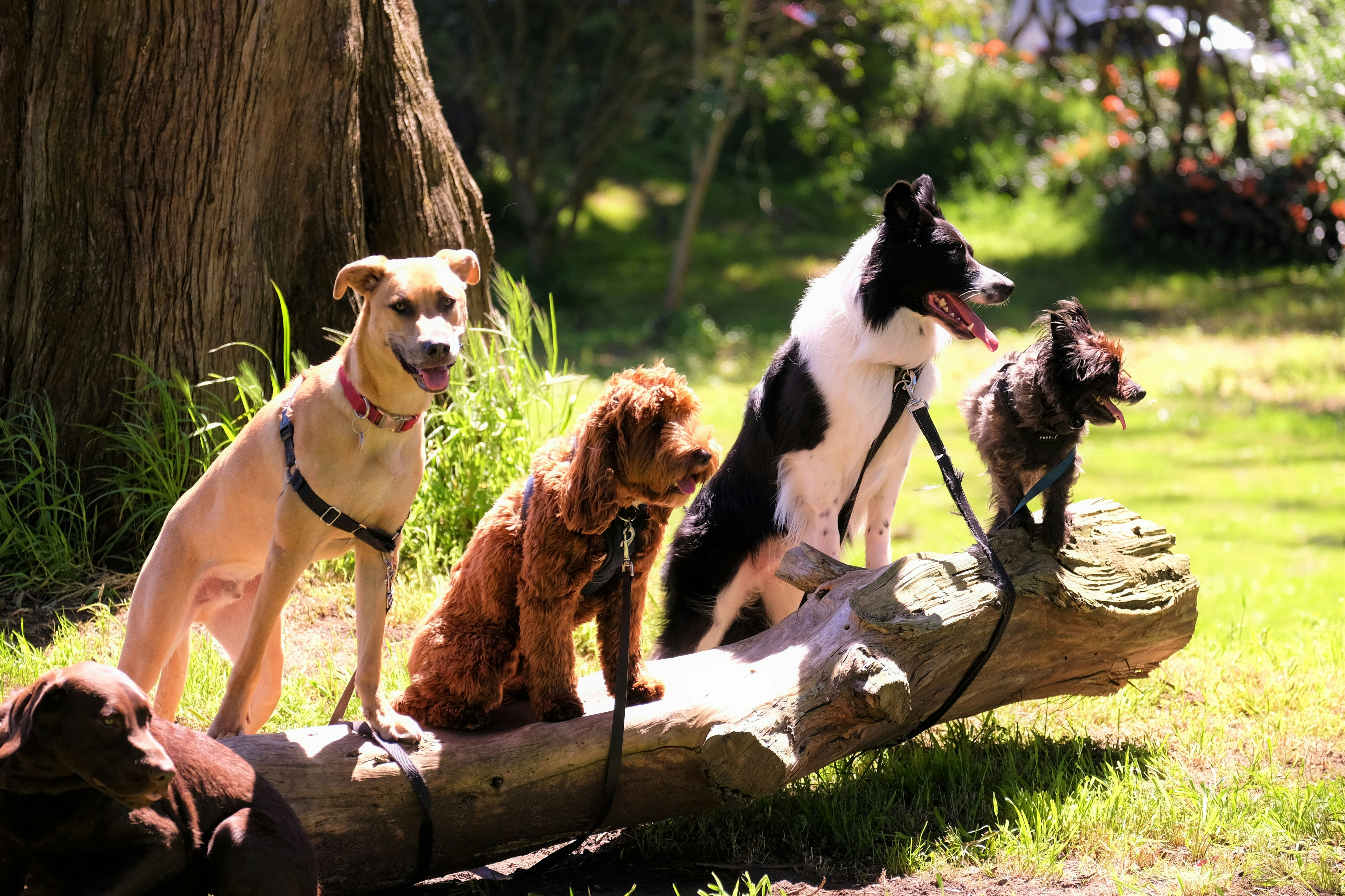 Dog photo: Puppy Nipping During Play