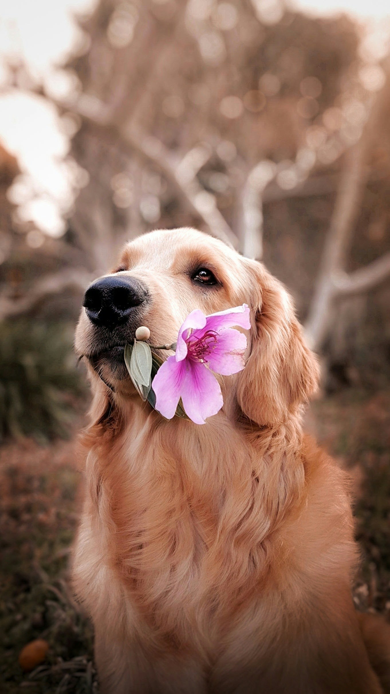 Dog photo: Puppy Sleep Schedules by Age