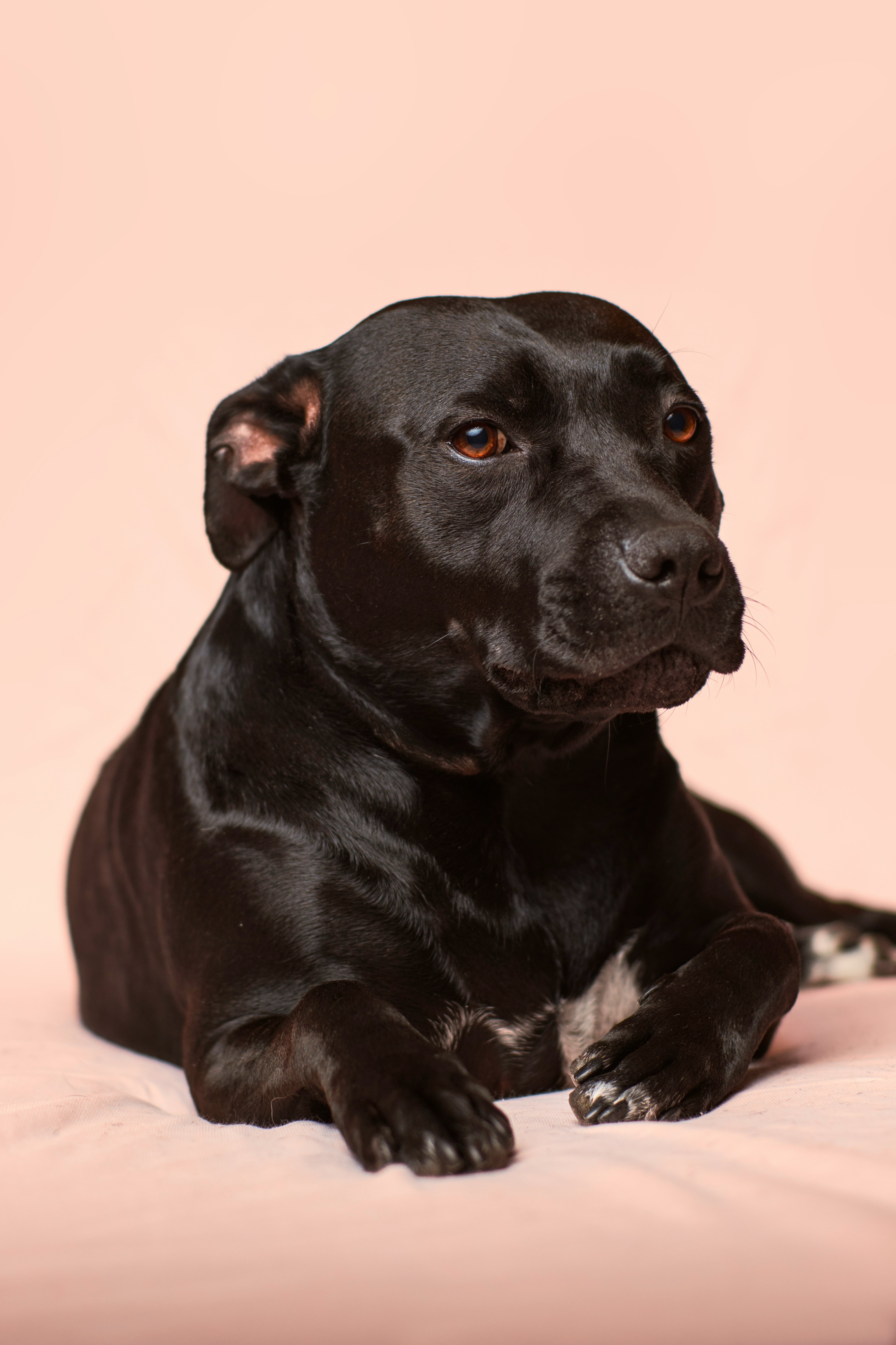 Dog photo: Puppy Sleep Schedules by Age