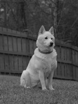 Dog photo: Puppy Socialization