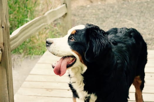 Dog photo: Puppy Socialization