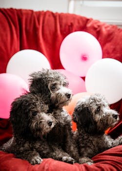 Dog photo: Puppy Sound Desensitization