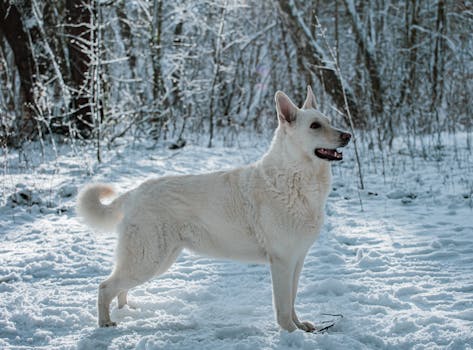 Dog photo: Puppy Vaccination Schedule