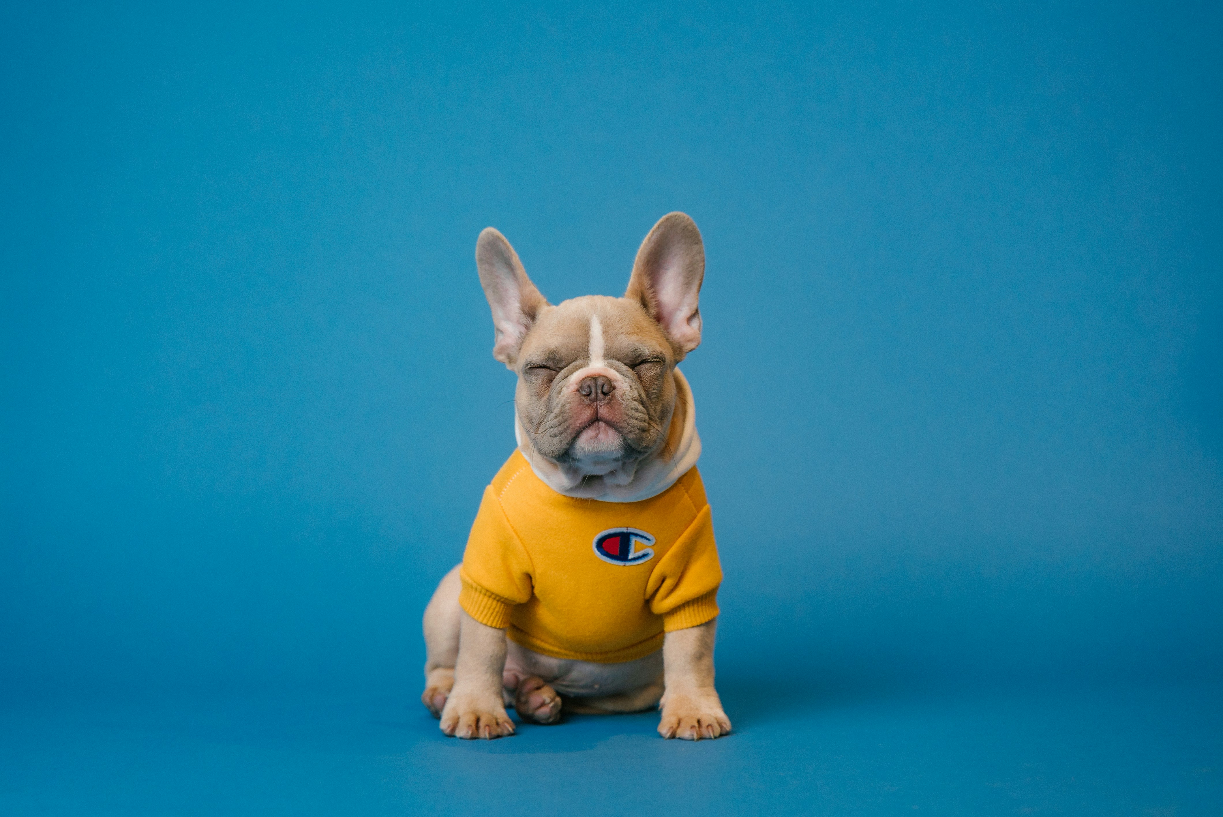 Dog photo: Rare Breeds: Finding Ethical Breeders