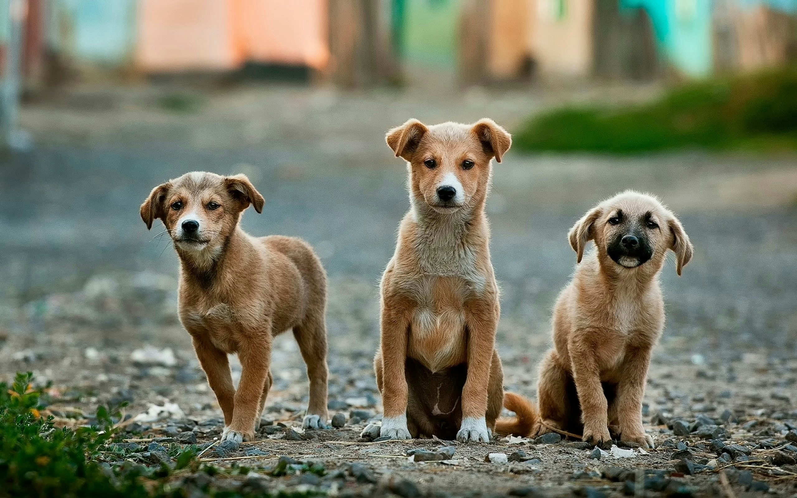 Dog photo: Raw Diet Safety Basics for Owners