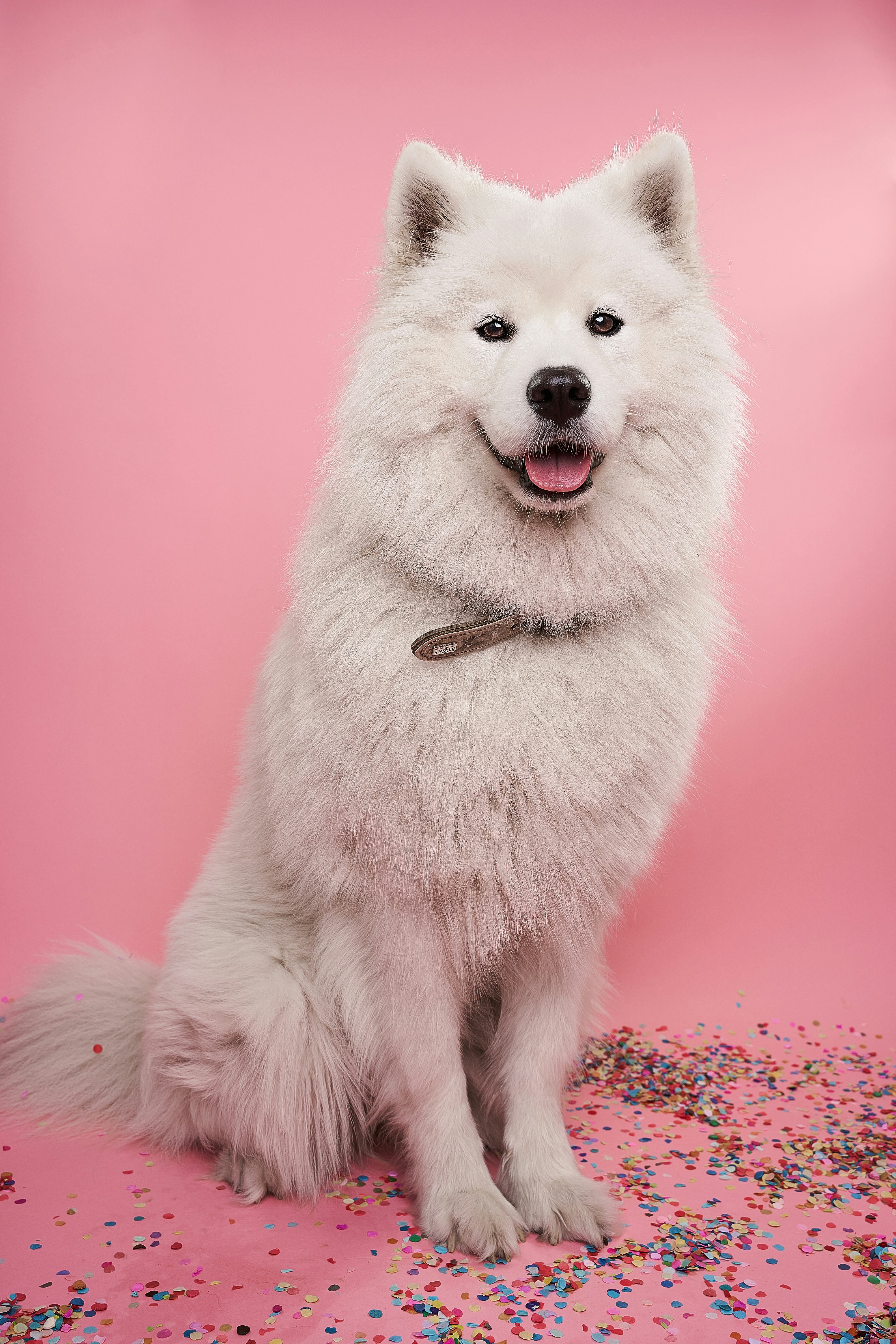 Dog photo: Reading Ingredient Lists on Dog Food