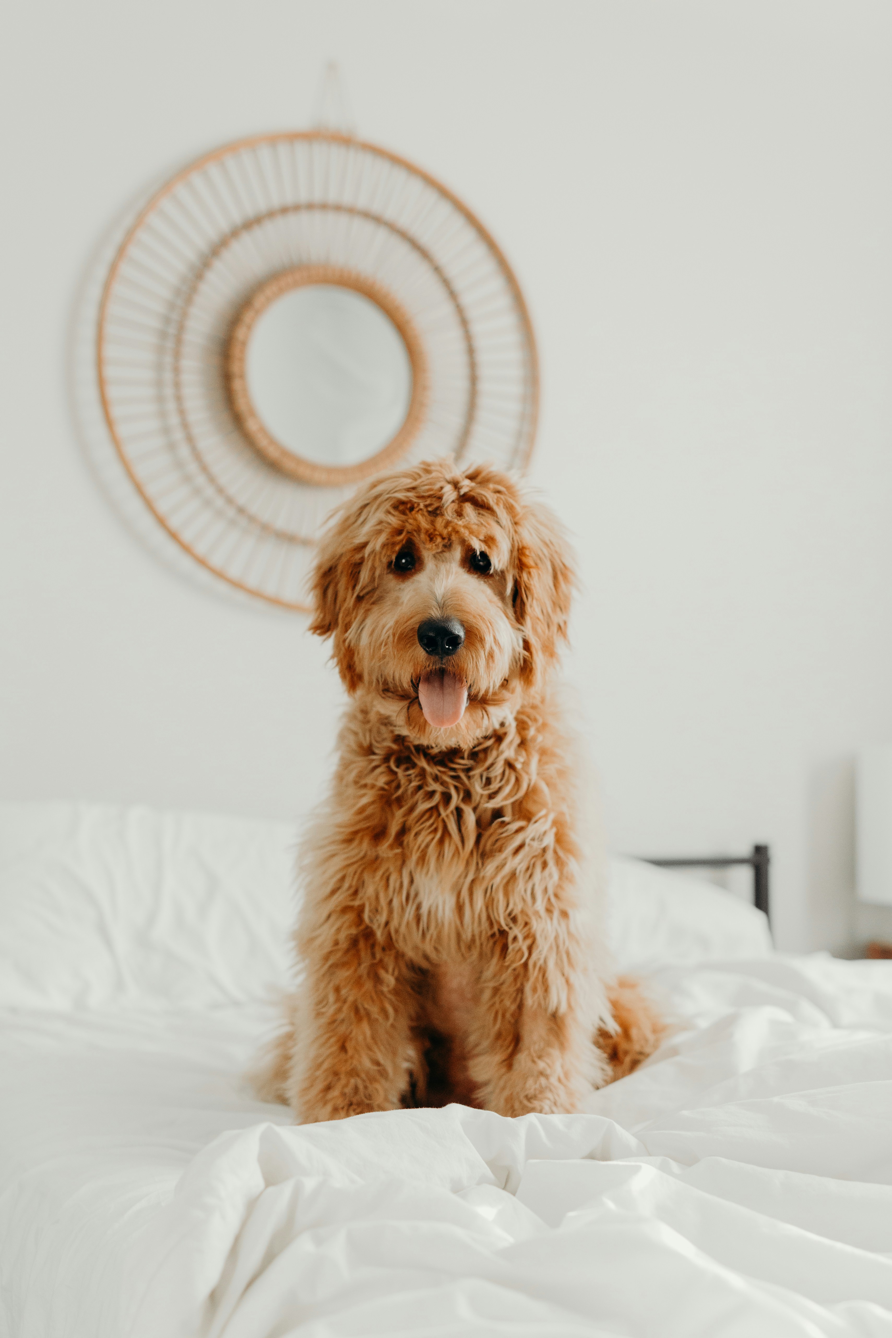 Dog photo: Recall Games for Reluctant Dogs