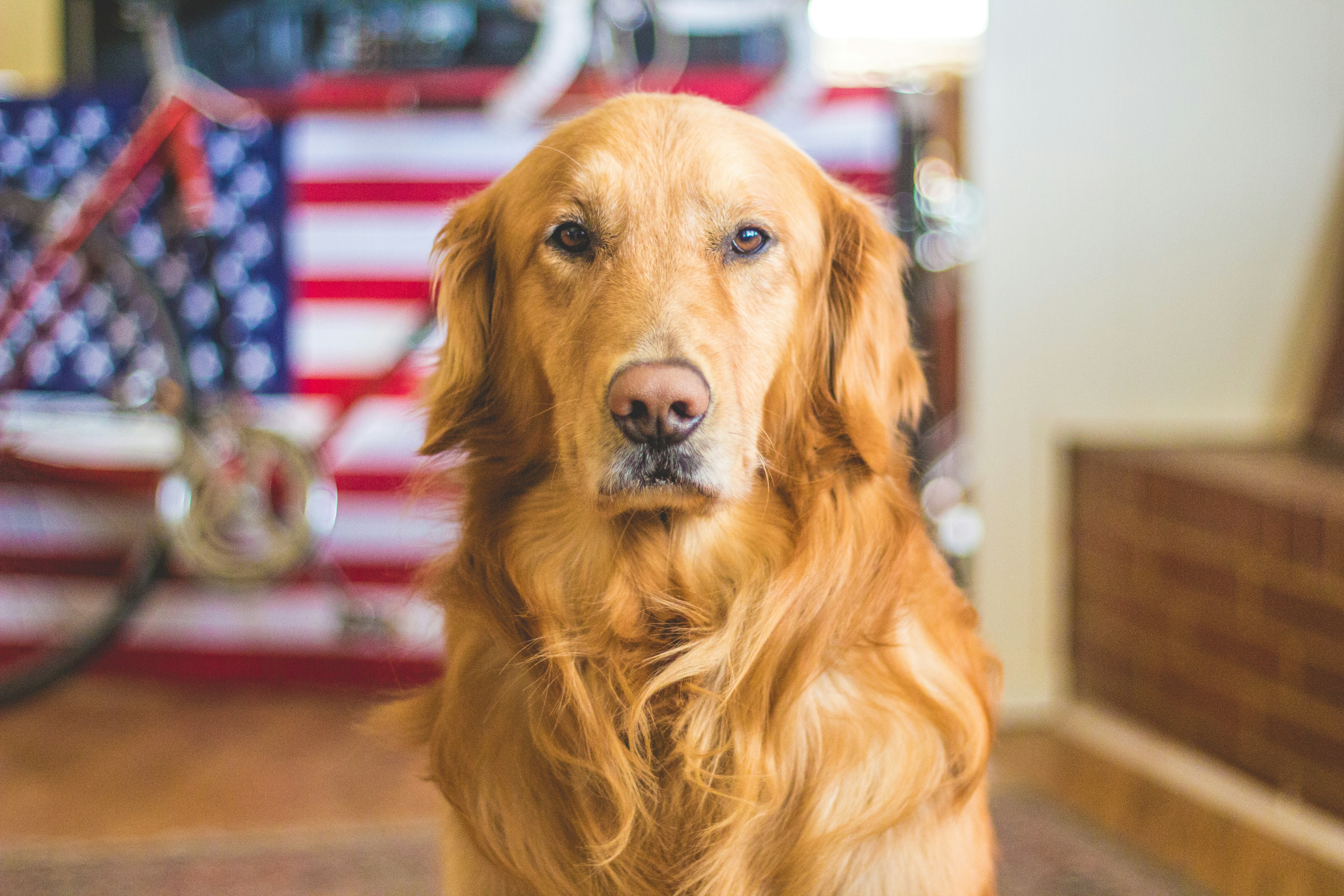 Dog photo: Recognizing Pain in Dogs