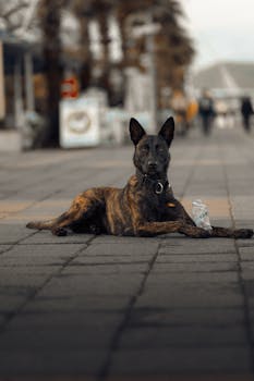 Dog photo: Resource Guarding Training
