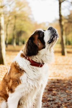 Dog photo: Saint Bernard - Complete Breed Guide