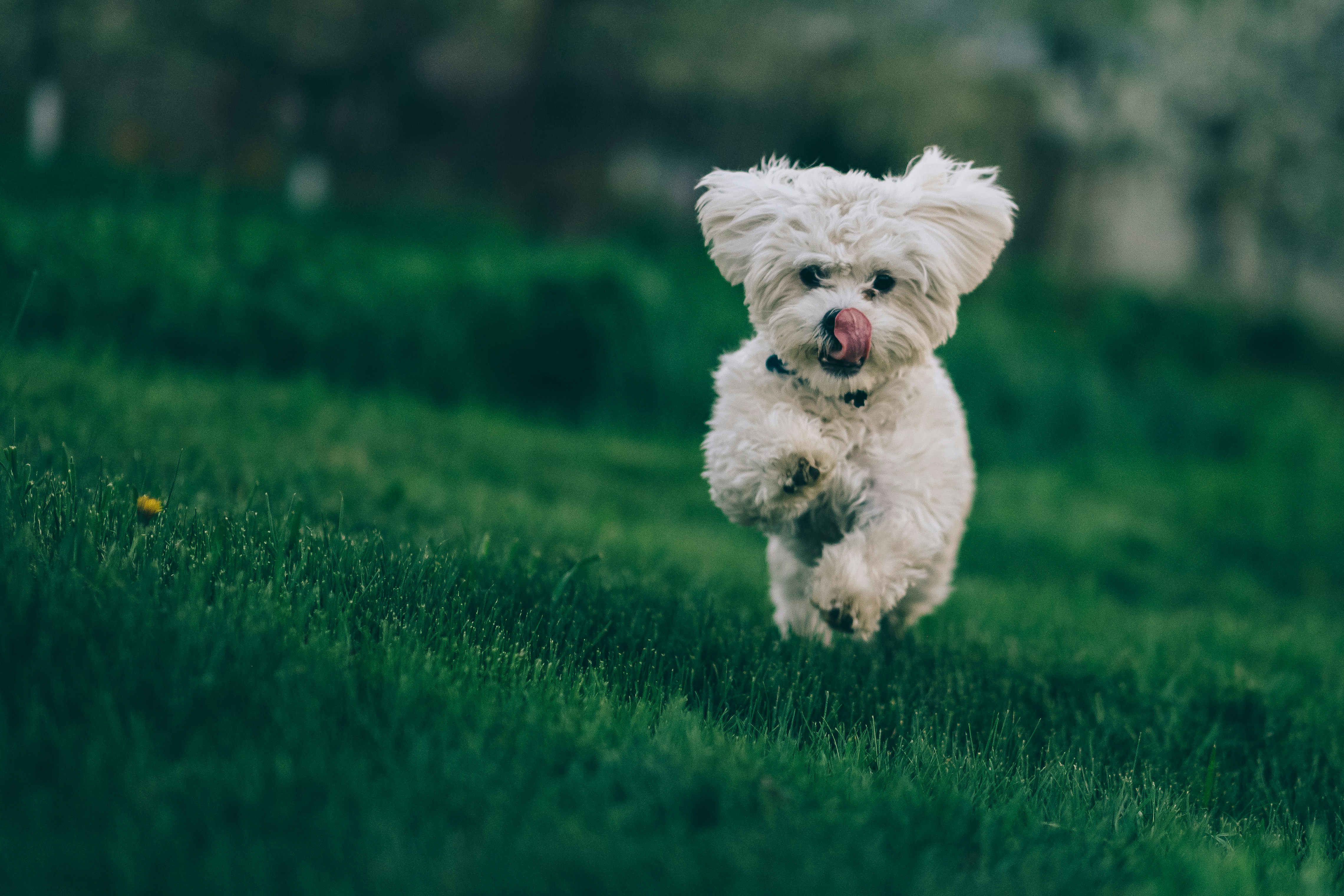 Dog photo: Scent Work Basics at Home