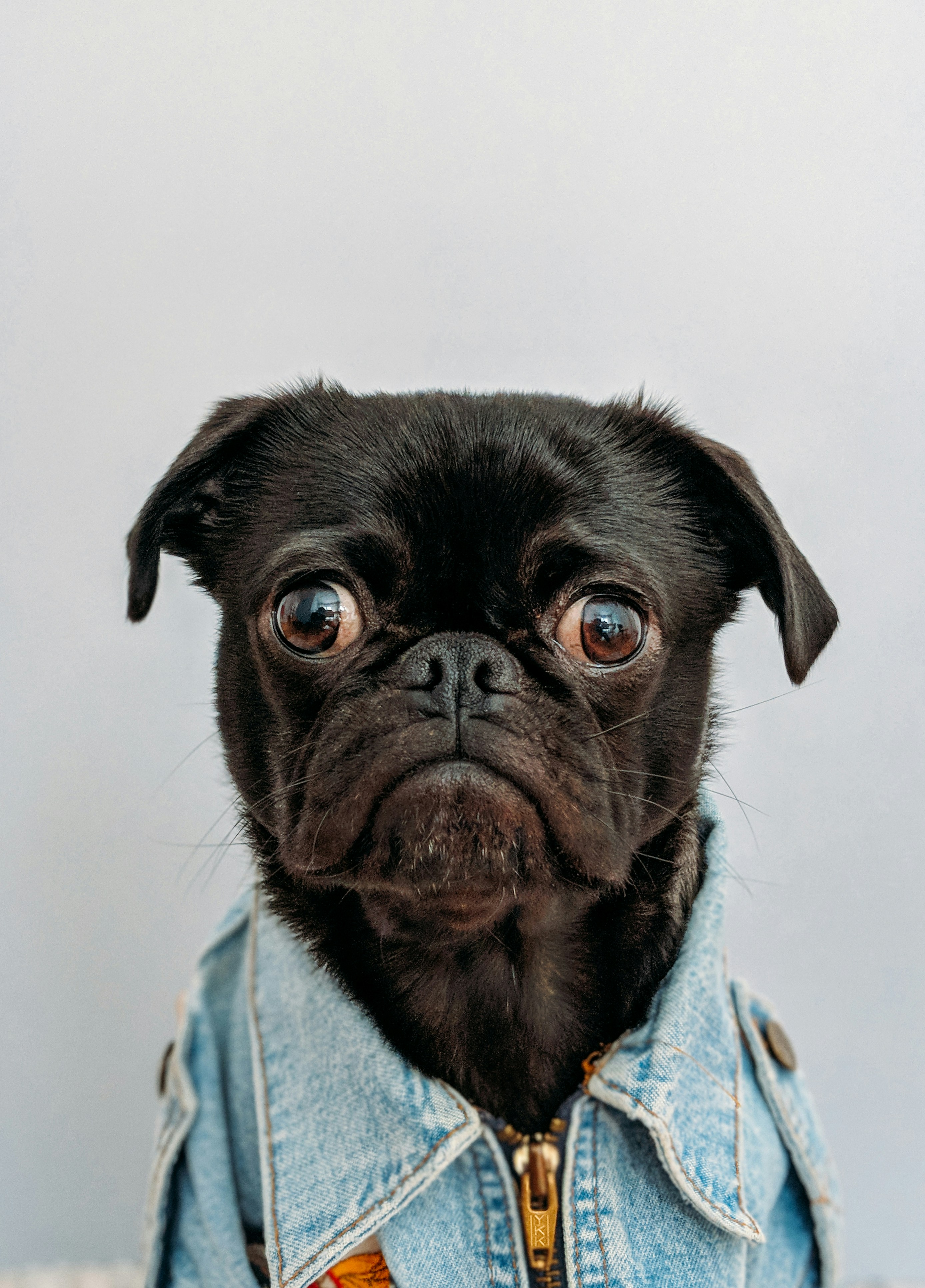 Dog photo: Settling on a Couch During TV Time