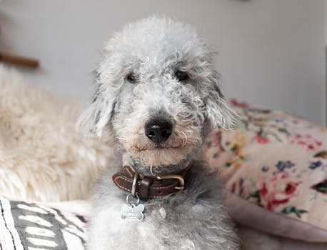 Dog photo: Shaping Behavior in Dogs