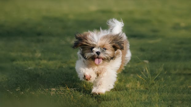 Dog photo: Shih Tzu - Complete Breed Guide