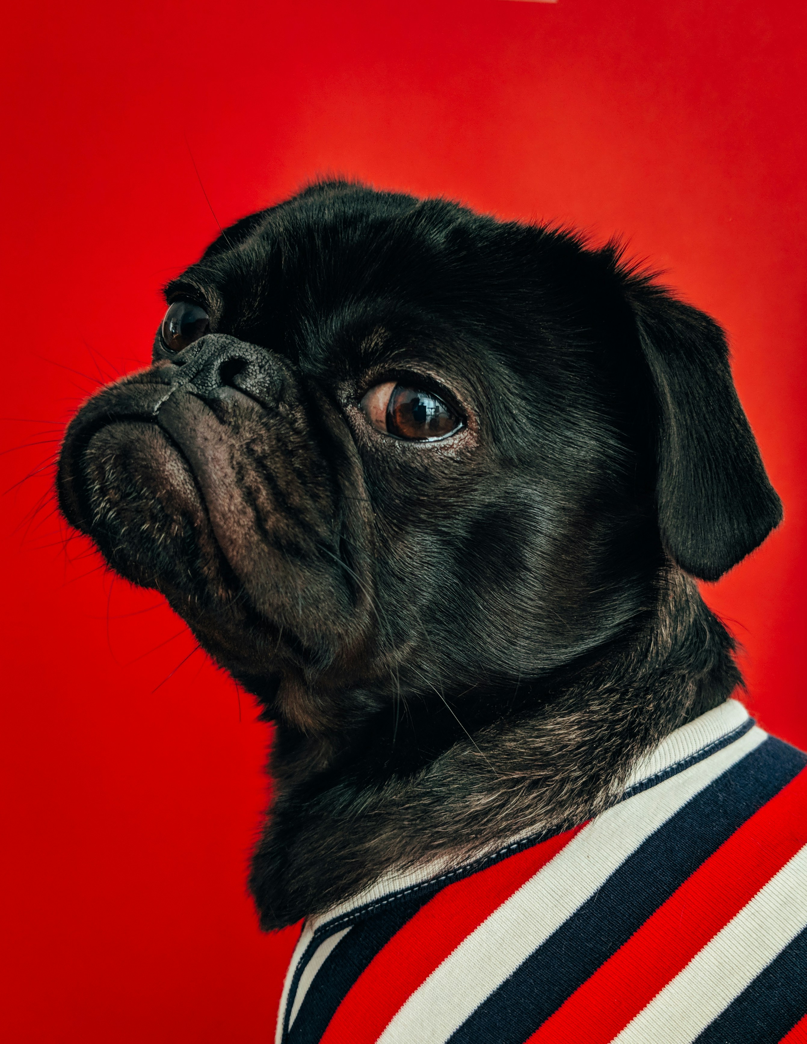 Dog photo: Skin Lumps: Monitor vs Biopsy