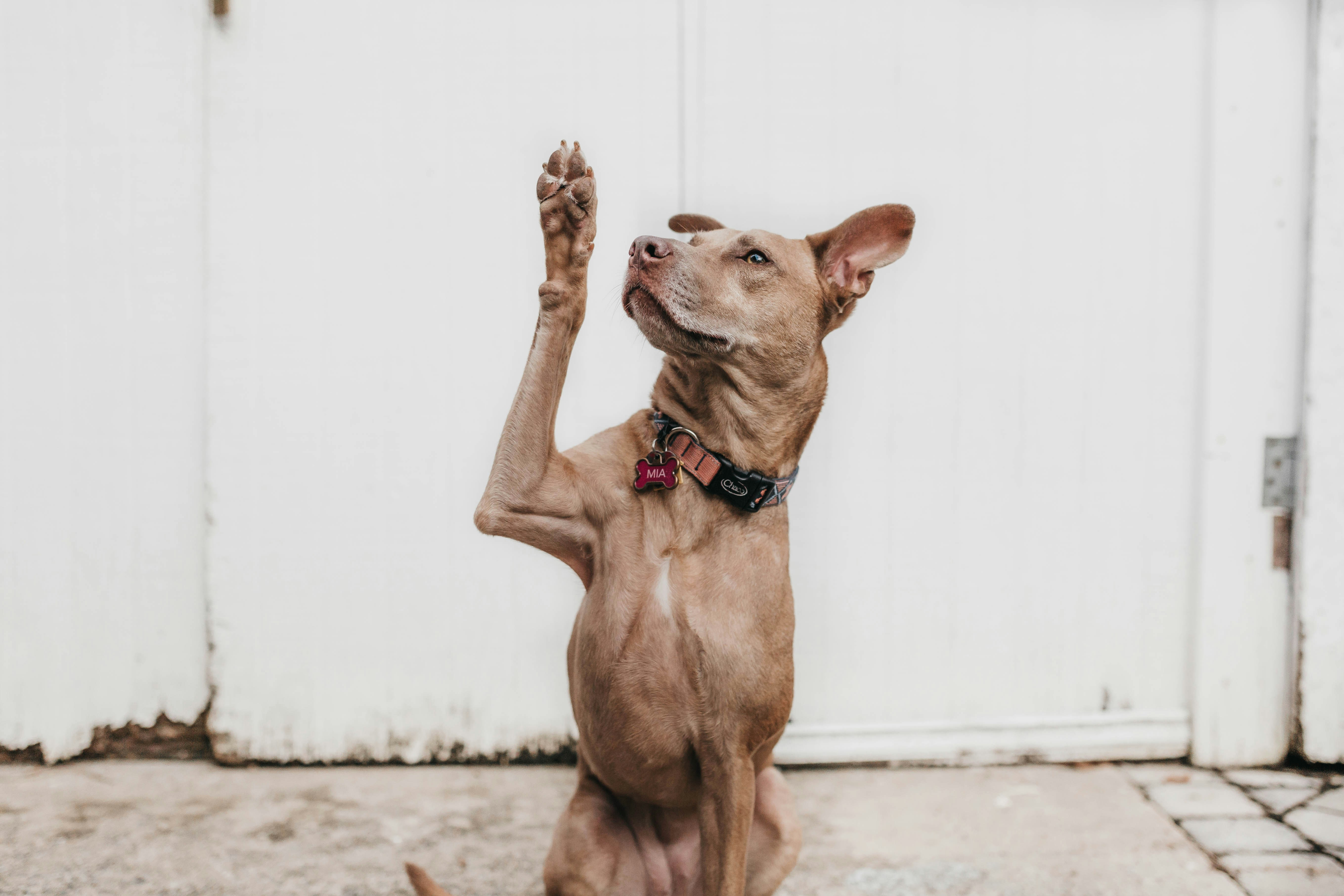 Dog photo: Small Hunting Breeds With Big Voices