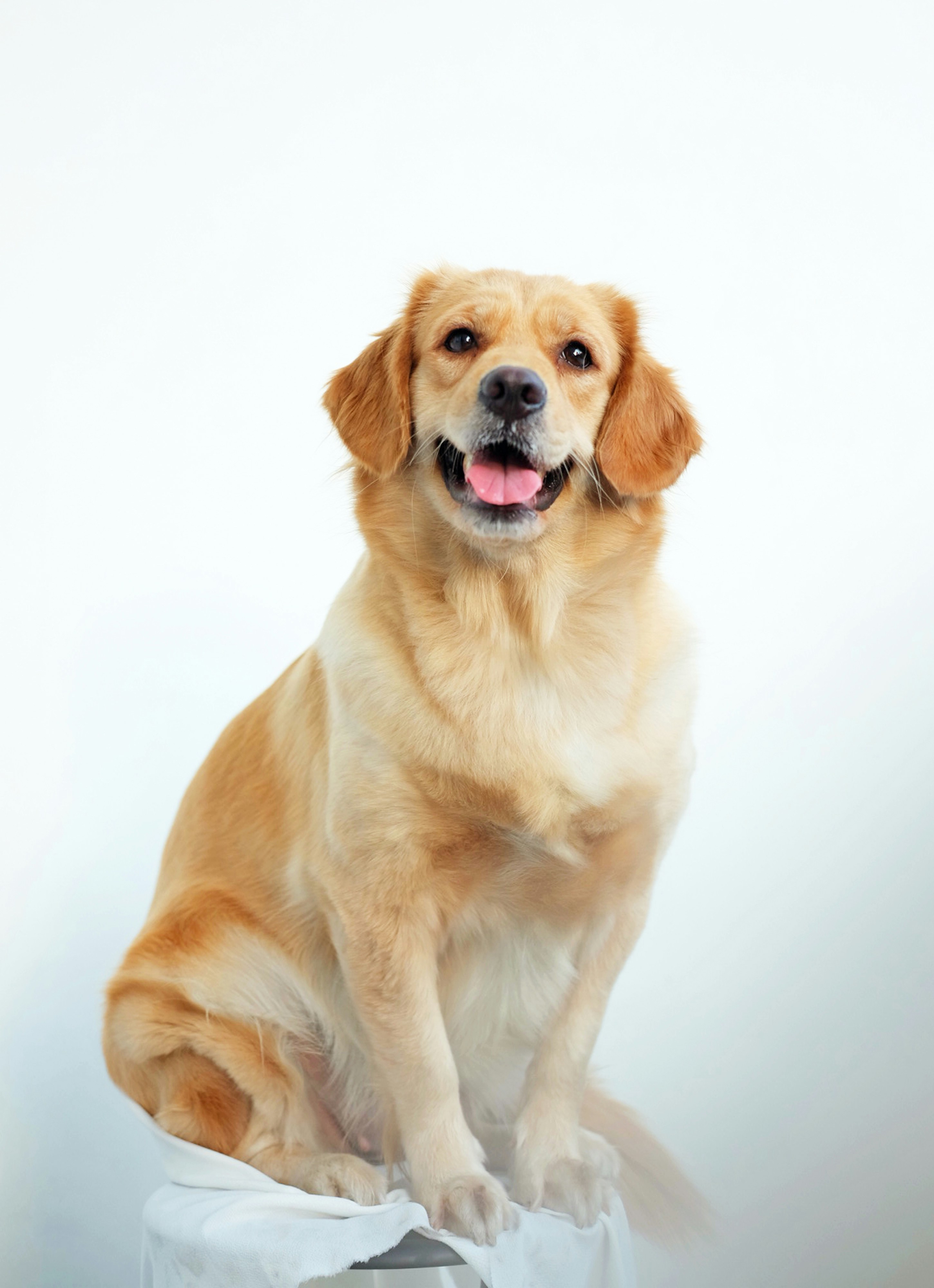 Dog photo: Storing Dry and Wet Food Properly